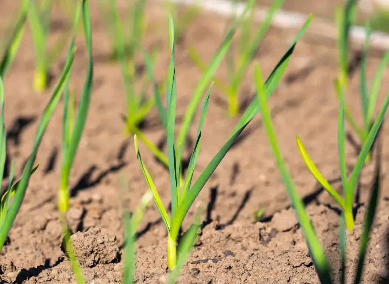 Młode pędy czosnku na grządce. Zadbaj o nie, stosując domowe sposoby na choroby czosnku, by rosły zdrowe i silne.