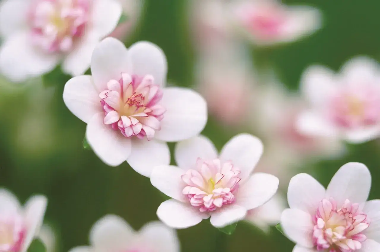 Przylaszczki: Kiedy kwitną? Uprawa, odmiany, sekrety obfitego kwitnienia