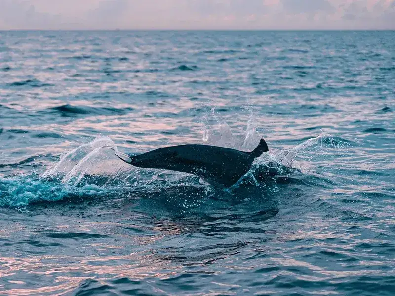 Czy w Morzu Śródziemnym są delfiny? Odkryj fascynujące gatunki