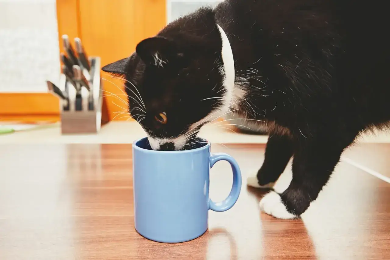 Czy kot może jeść cebulę? To śmiertelna trucizna!