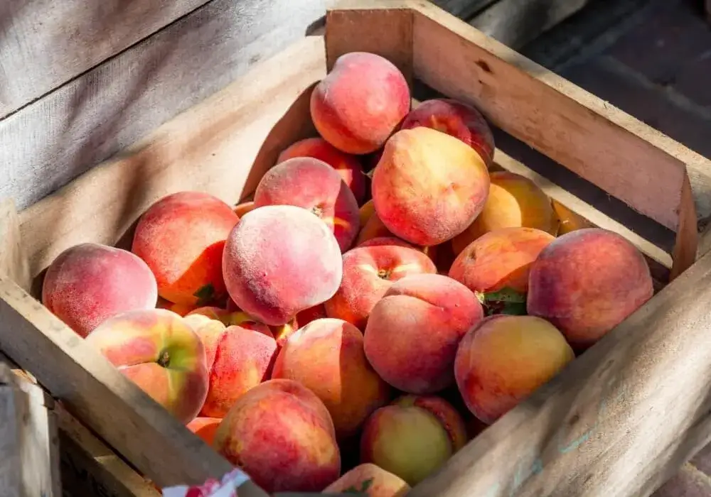 Ile kalorii ma brzoskwinia? Zaskakujące fakty o jej kaloryczności