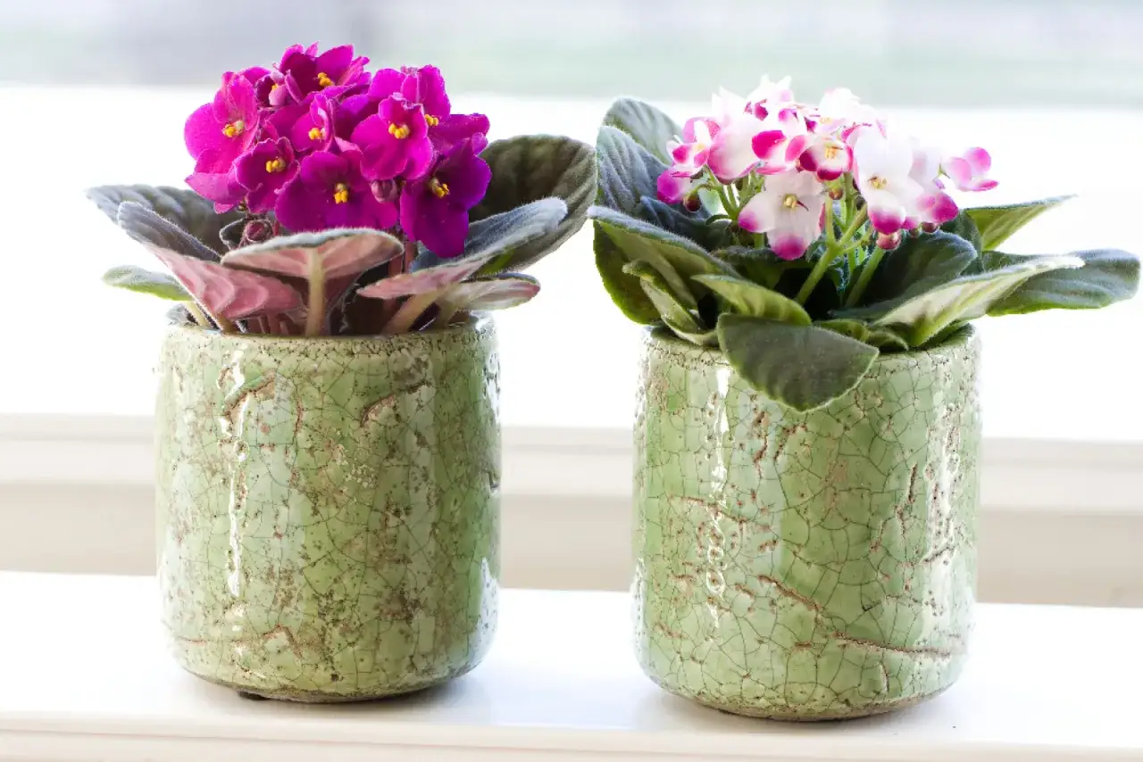 Kwiaty w doniczce na prezent – idealne rośliny, które zachwycą każdego