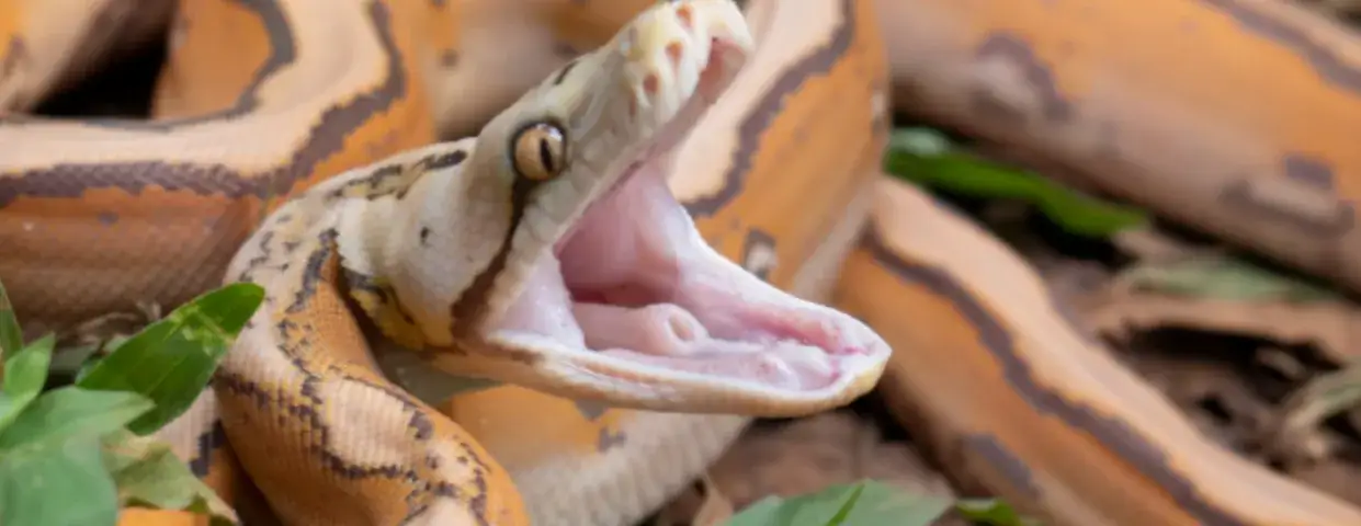 Wąż który zjadł człowieka - przerażające przypadki ataków pythona