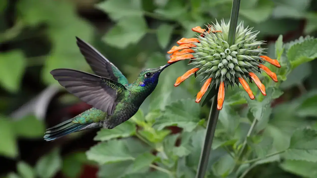 Czego symbolem jest koliber? Odkryj jego znaczenie w kulturze