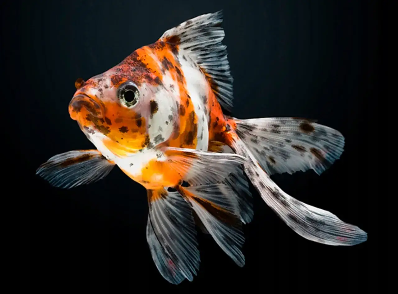 Welonka: Ile naprawdę kosztuje? Poznaj wszystkie wydatki!