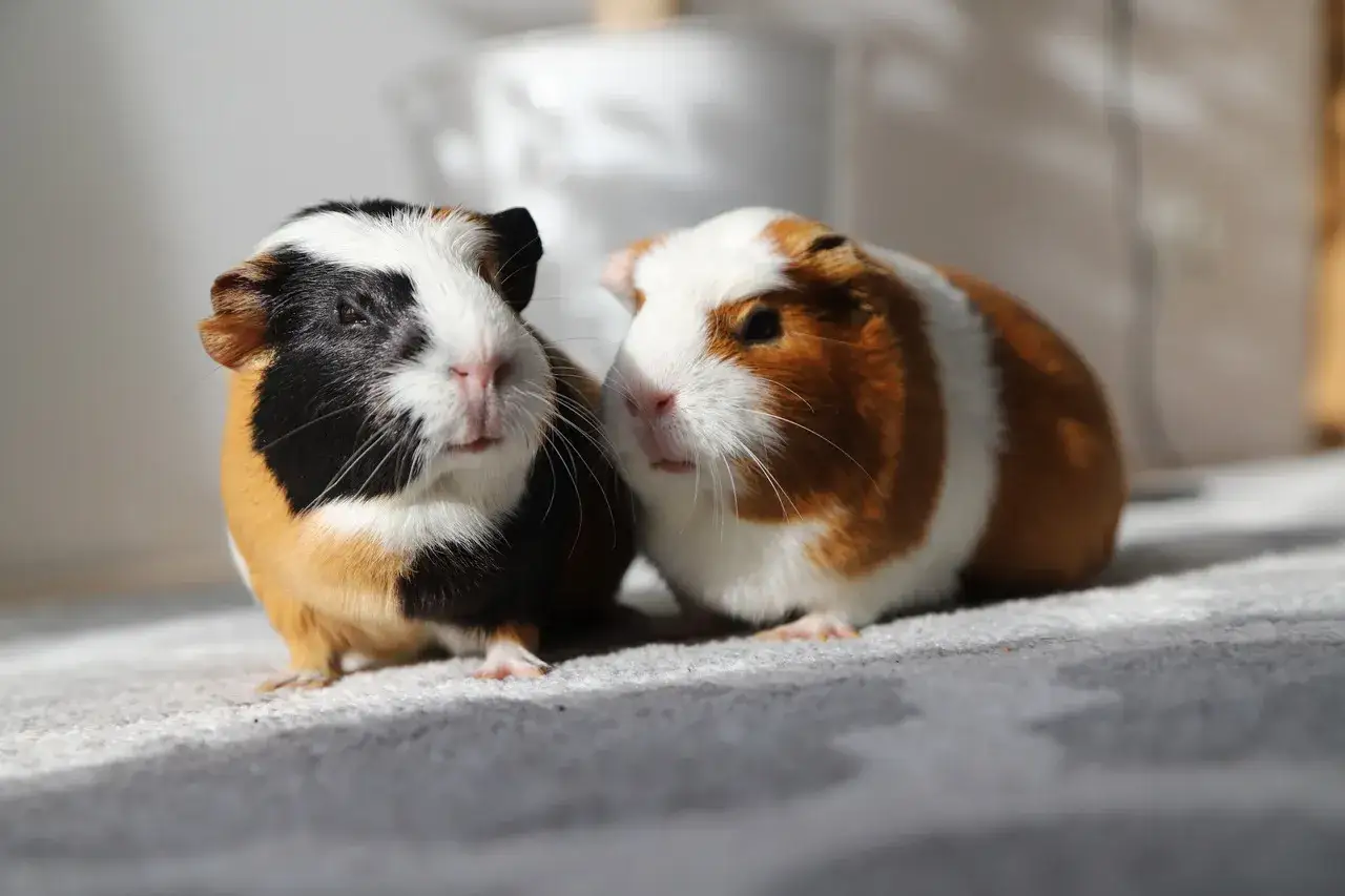 Dwie świnki morskie, jedna czarno-biało-brązowa, druga rudawa z białym pasem, siedzą obok siebie. Zastanawiasz się, czy świnki morskie mogą jeść banany?