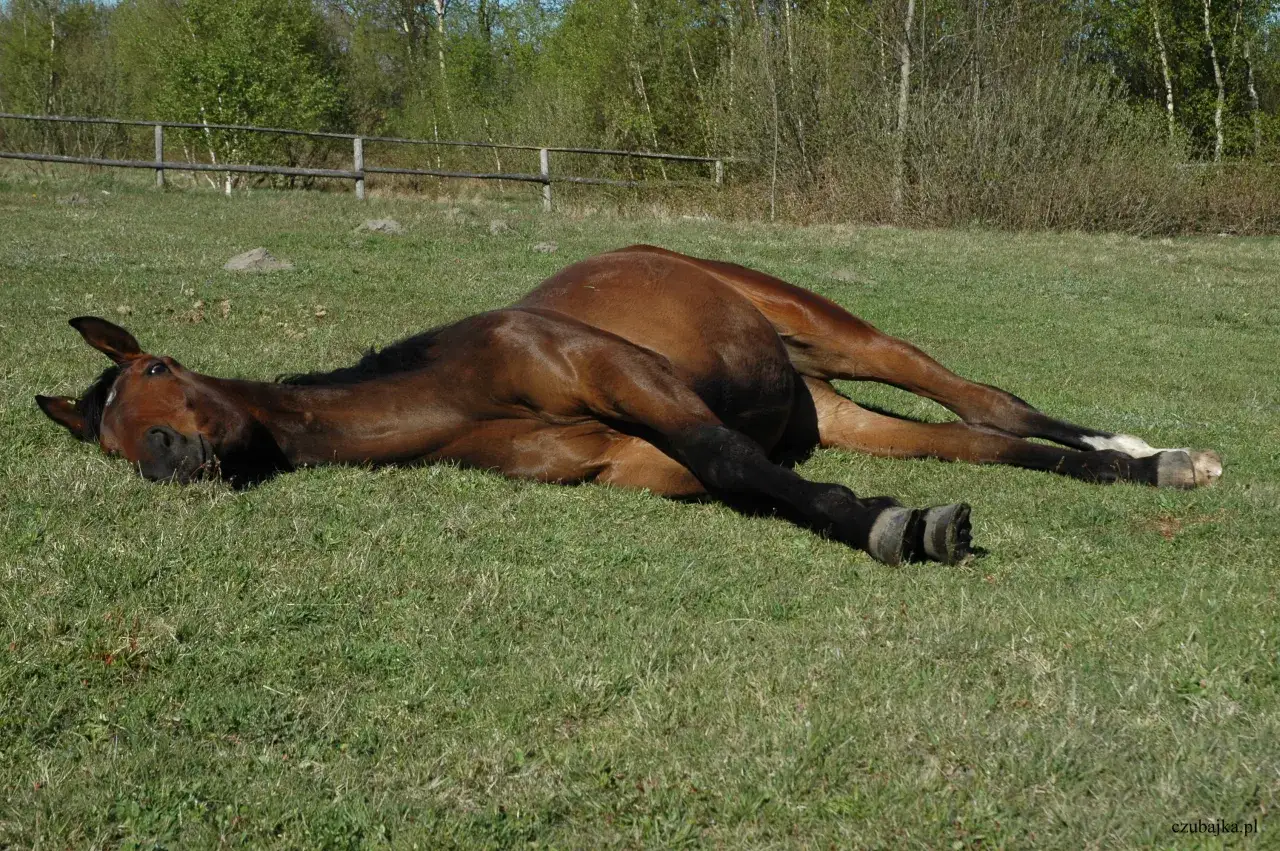 Sen konia: Dlaczego śpi na stojąco, a kiedy musi się położyć?