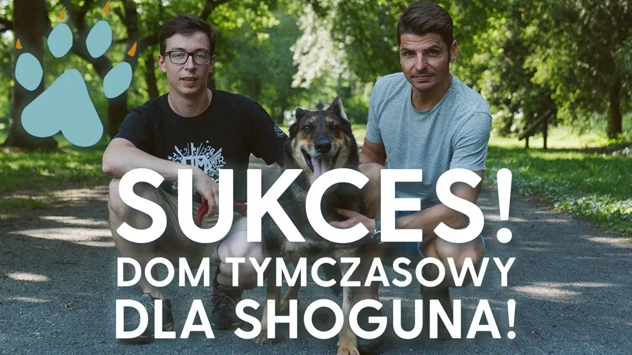 Dwóch mężczyzn i pies w parku. Napis: "Sukces! Dom tymczasowy dla Shoguna!".