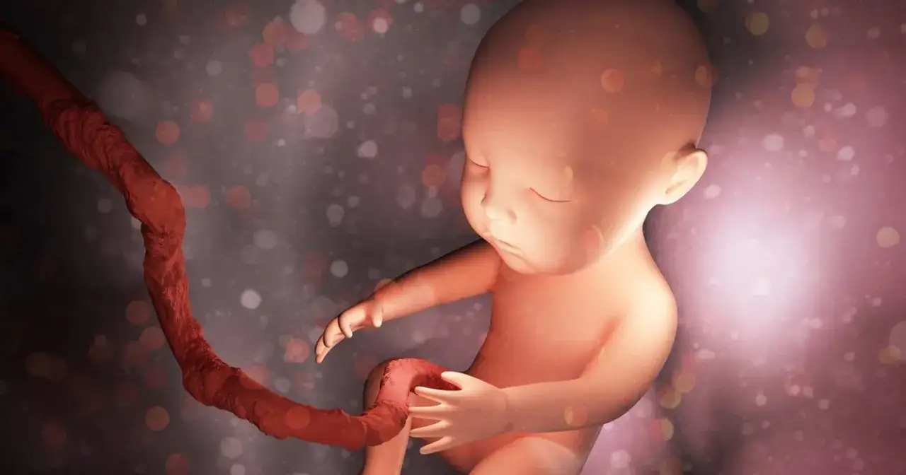 Jak wygląda pępowina? Zaskakujące fakty o jej budowie i funkcji