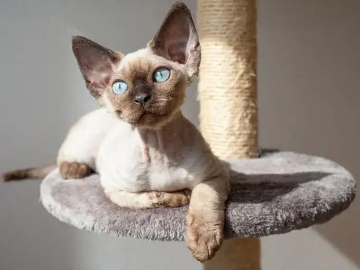 Adopcja Devon Rex: Jak uniknąć wysokich kosztów i znaleźć idealnego kota