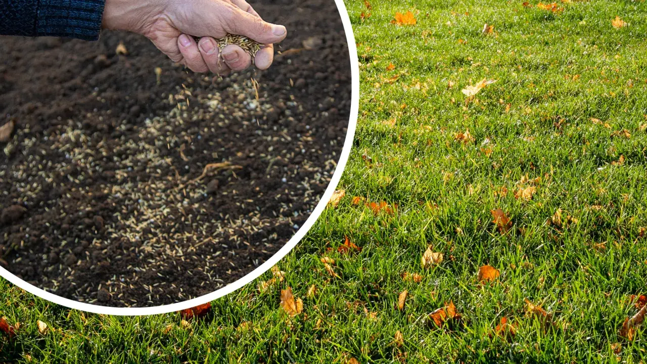 Idealny trawnik krok po kroku: Jak założyć bez błędów?