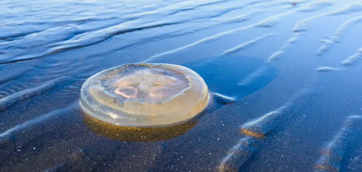 Jakie meduzy żyją w Bałtyku i jakich zagrożeń unikać?