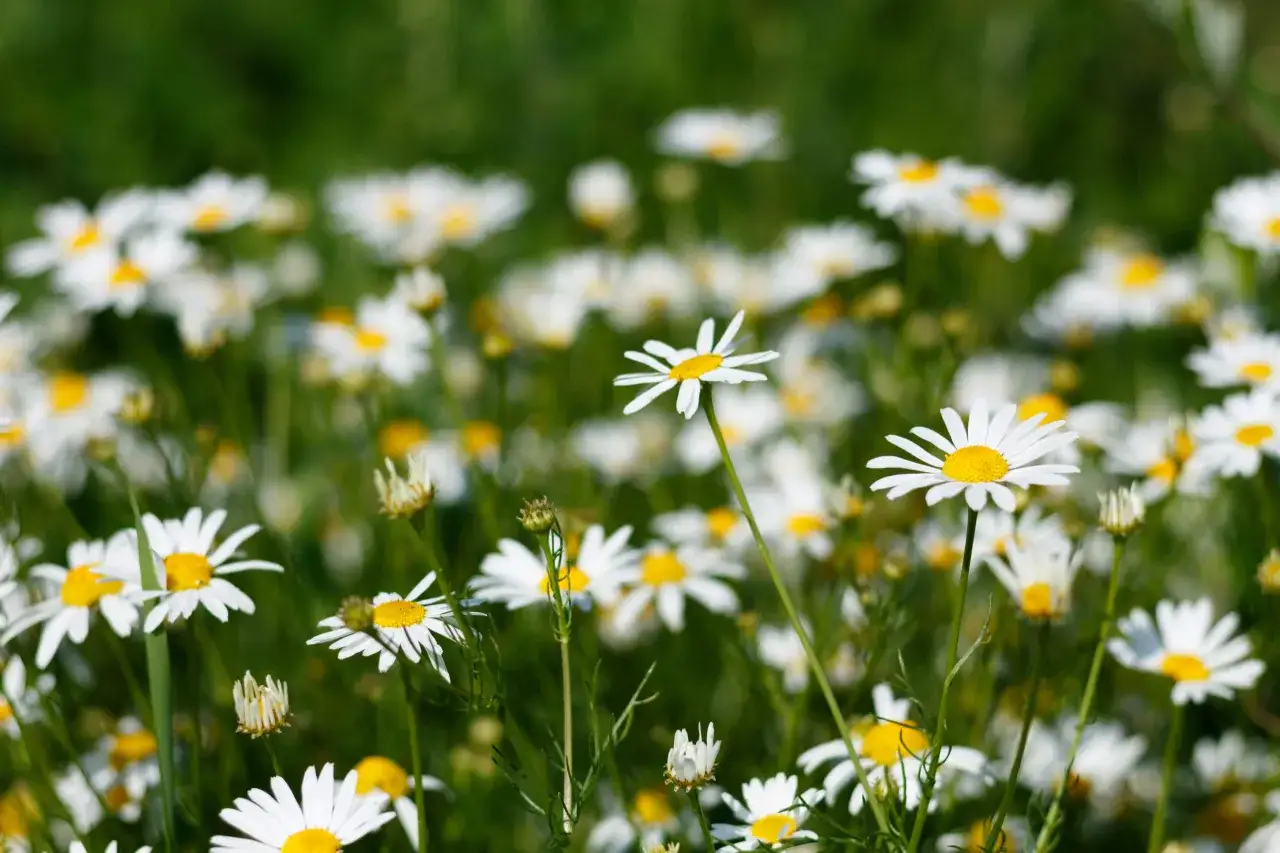 Pole pełne stokrotek, których białe płatki i żółte środki przypominają o naturalnych składnikach, jak bisabolol, co to jest – to łagodzący ekstrakt z rumianku.
