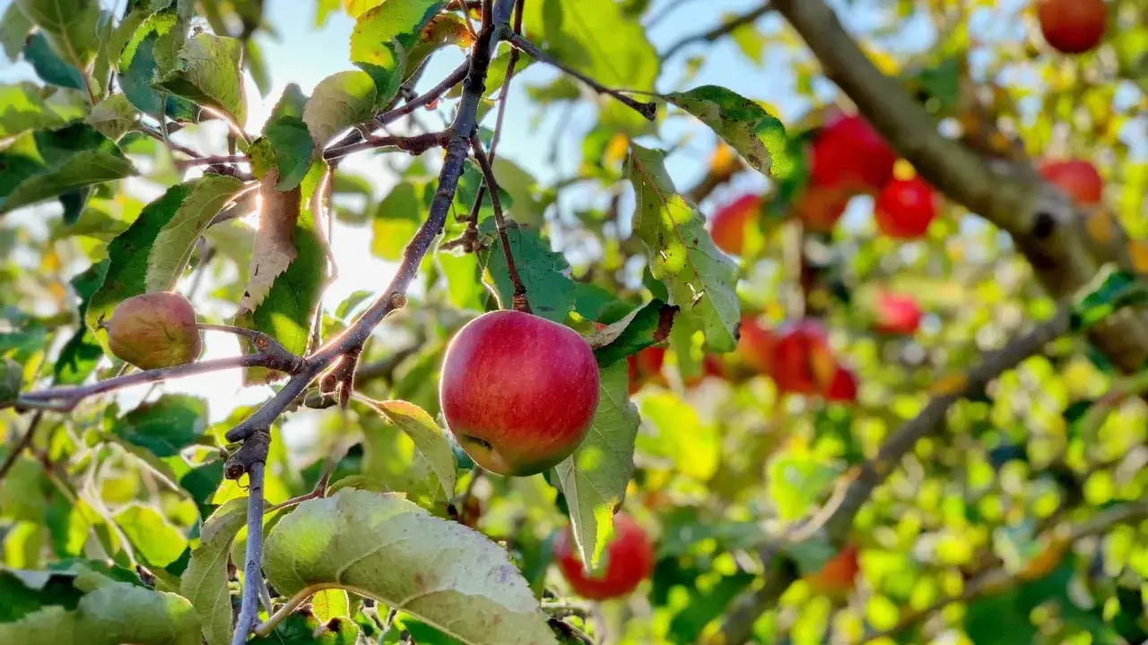 Czerwone jabłka dojrzewają na gałęziach, pokazując naturalne odmiany jabłoni bez oprysków. Słońce przebija się przez liście.