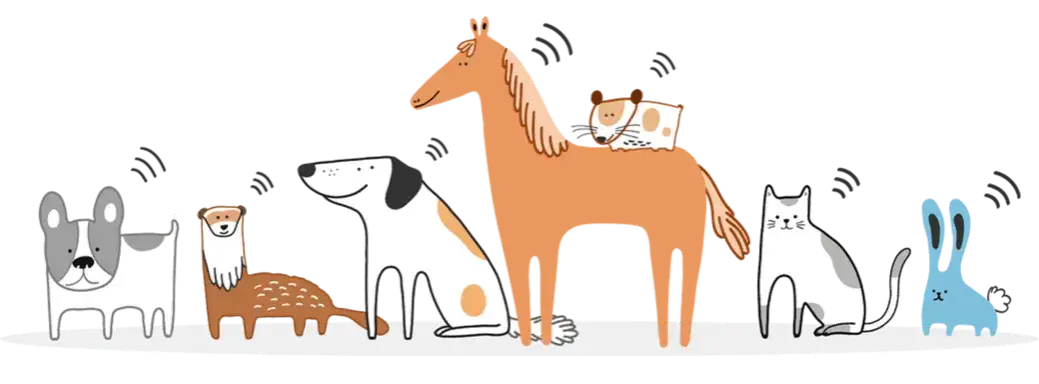 Jak działa chip dla psa? Kluczowe informacje, które musisz znać