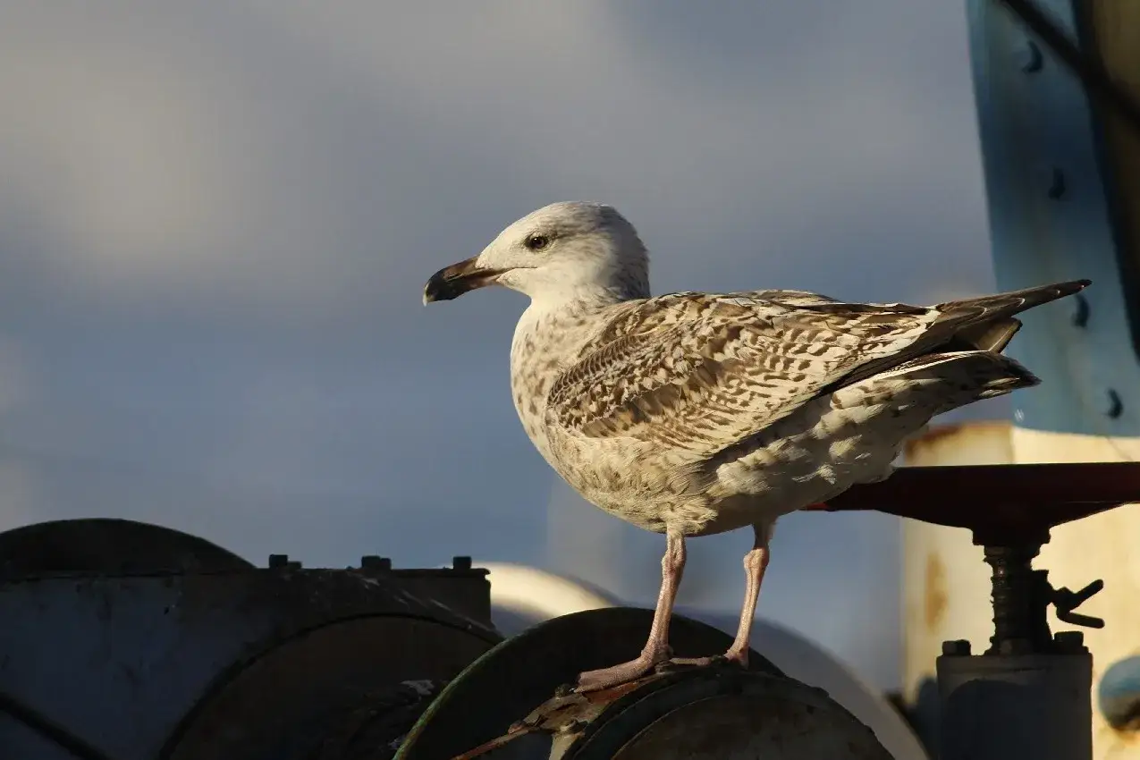 Jakie ptaki nad morzem? Odkryj fascynujące gatunki nad Bałtykiem
