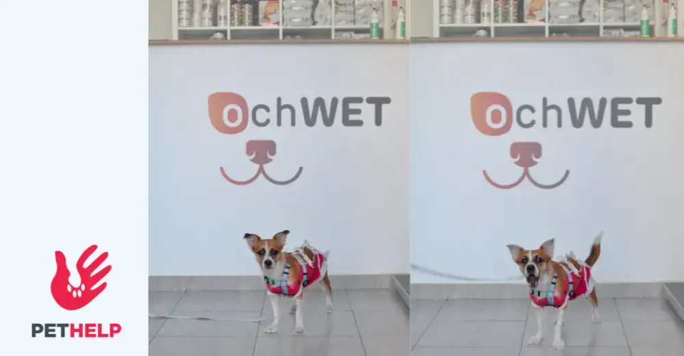 Jak trzymać psa u weterynarza, aby uniknąć stresu i bólu?