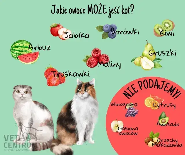 Czy koty mogą jeść maliny? Bezpieczne owoce czy zagrożenie dla zdrowia?