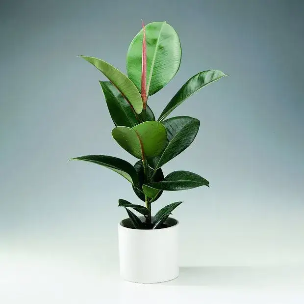 Czy kwiaty doniczkowe uczulają? Dowiedz się, które rośliny są bezpieczne