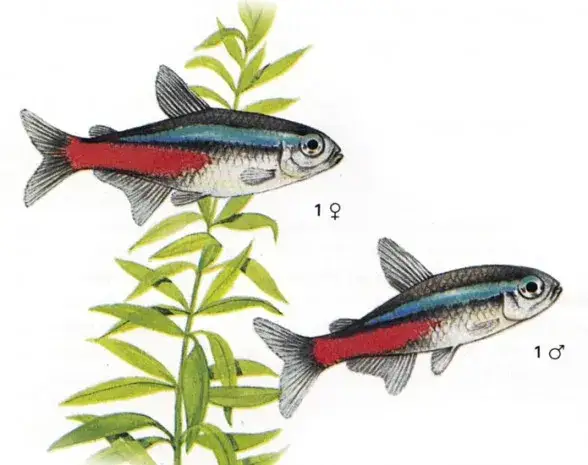 Jak długo żyją neonki? Odkryj sekrety ich długowieczności w akwarium