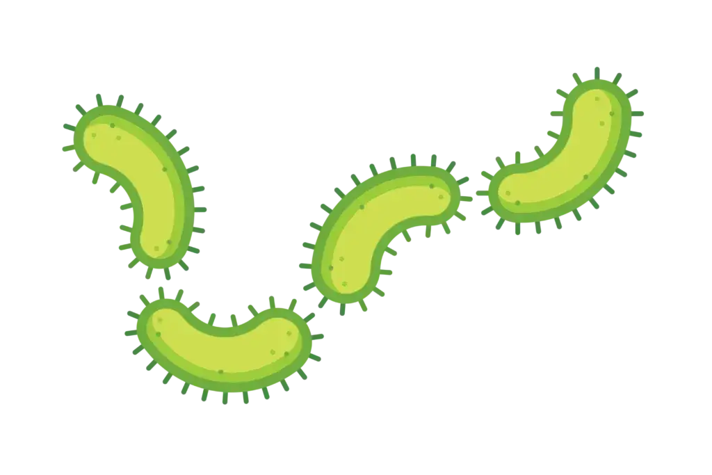 Jakie znaczenie mają protisty dla organizmów w Bałtyku i ekosystemu?