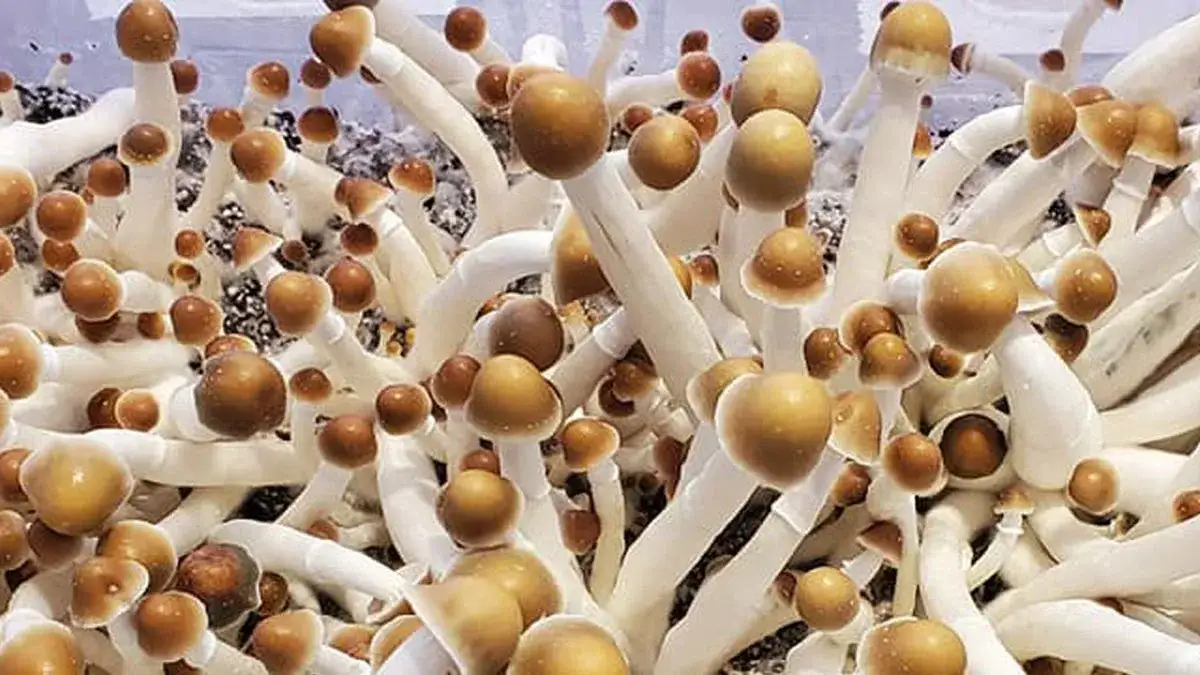 Jak rozmnażają się grzyby? Odkryj fascynujące metody ich życia