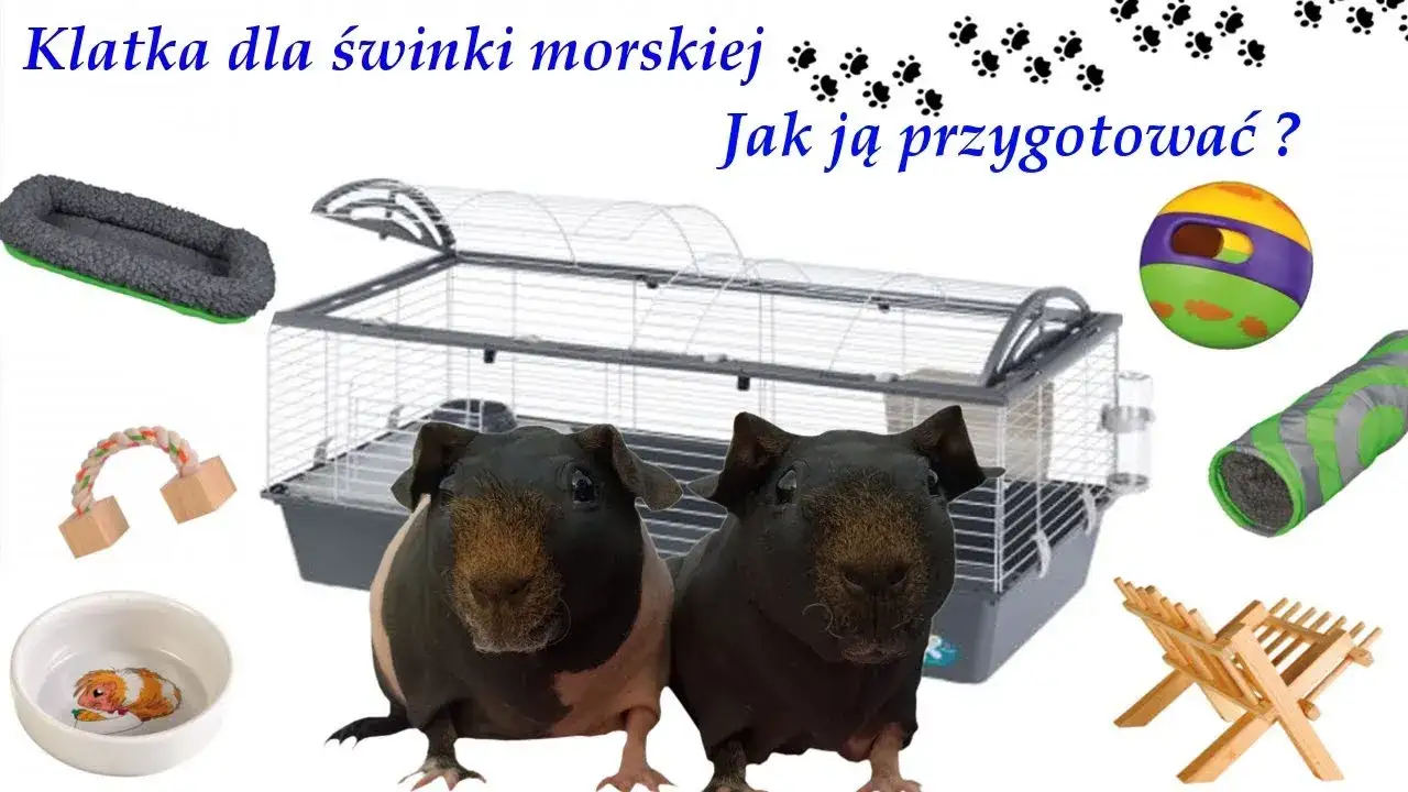 Jak urządzić klatkę dla świnki morskiej, aby zapewnić jej komfort i zdrowie