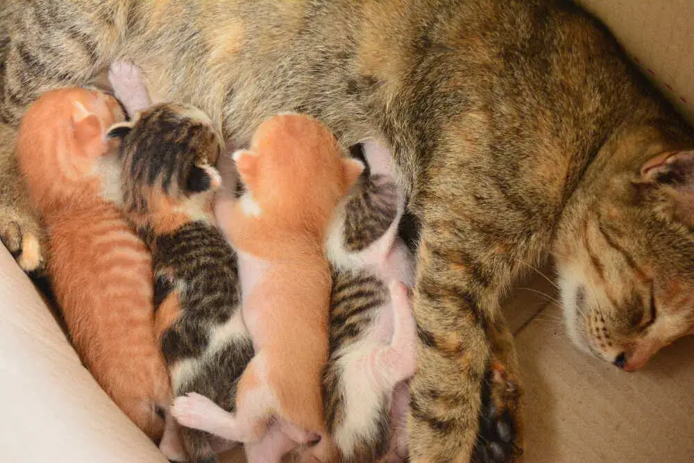 Ile kotka jest w ciąży? Poznaj prawdę o długości ciąży kotów