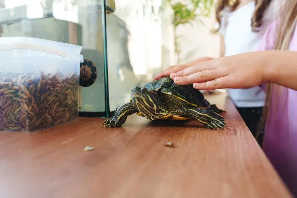 Ile kosztuje żółw grecki? Pełne koszty zakupu i utrzymania