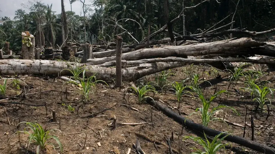 Rolnictwo żarowo-odłogowe w Afryce: Gdzie i dlaczego wciąż płonie?