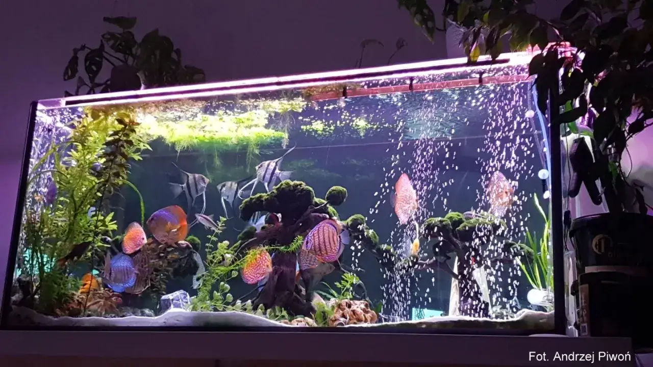 Jak zamontować napowietrzacz do akwarium bez błędów i problemów