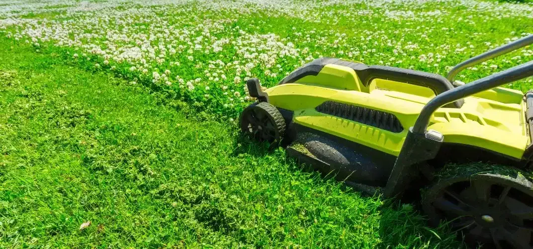 Jak skutecznie pozbyć się koniczyny chwast z trawnika i ogrodu