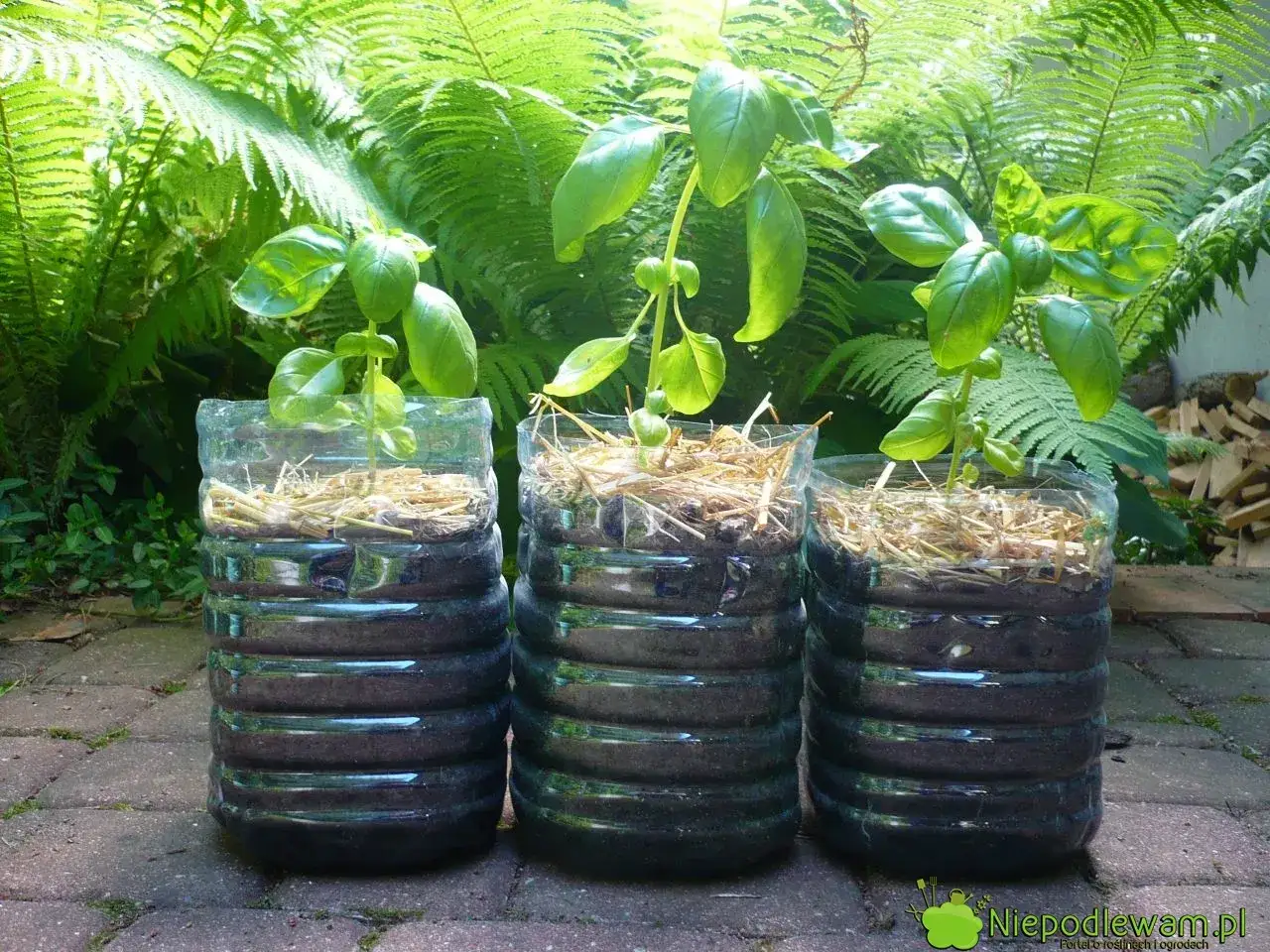 Jak szybko rośnie bazylia? Kalendarz i triki na obfity zbiór