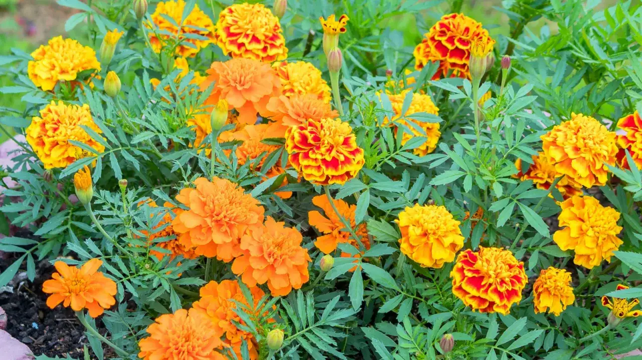 Gęsty bukiet pomarańczowych i żółtych kwiatów jednorocznych do ogrodu, z zielonymi liśćmi.