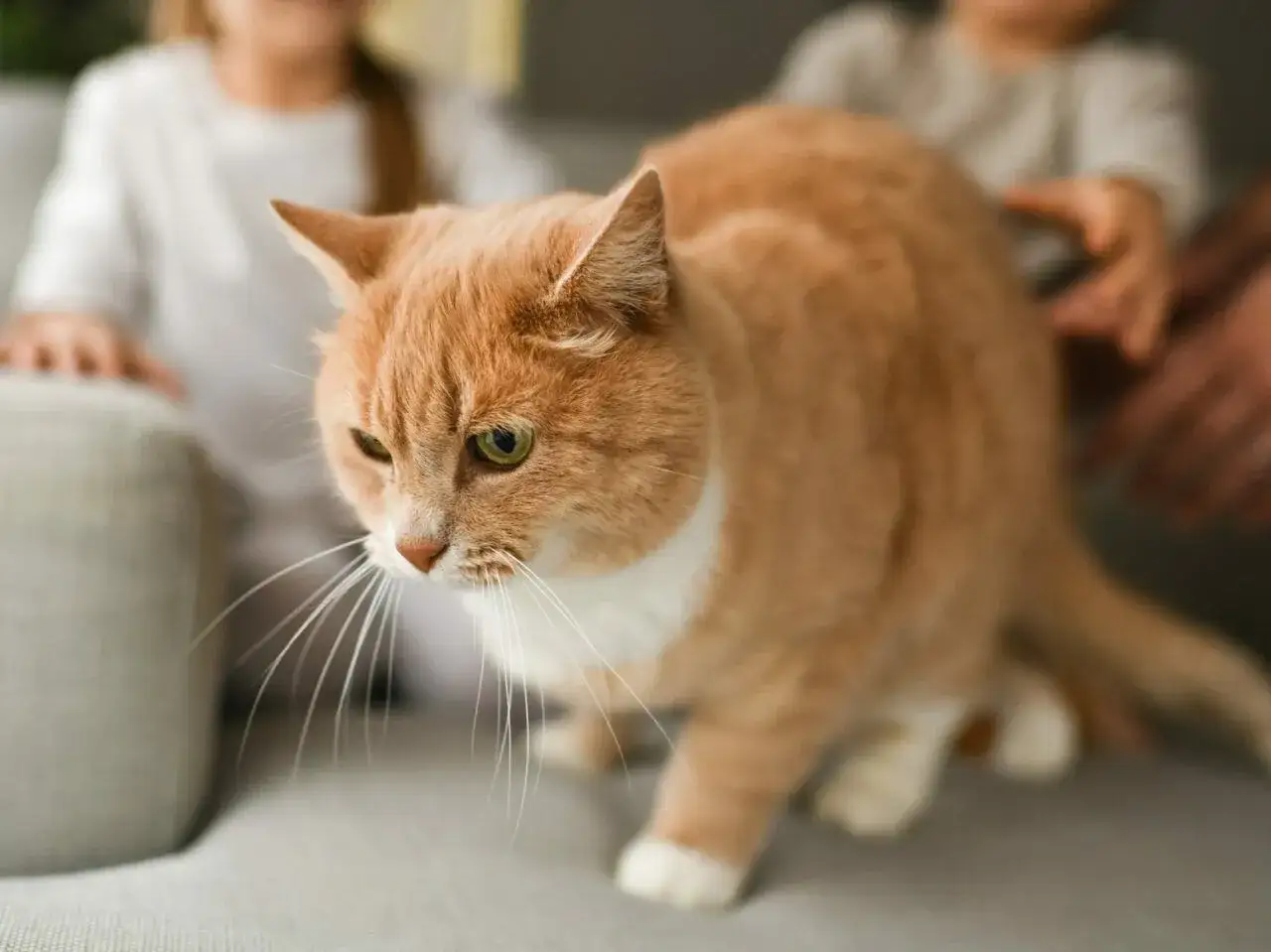 Koci mocz na kanapie? Usuń zapach i plamy raz na zawsze!