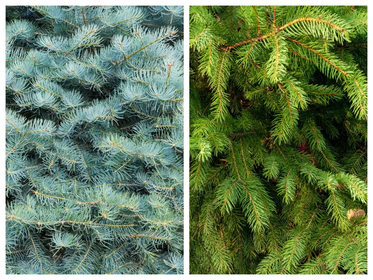 Świerk czy jodła do ogrodu – który wybór zapewni lepszy efekt?