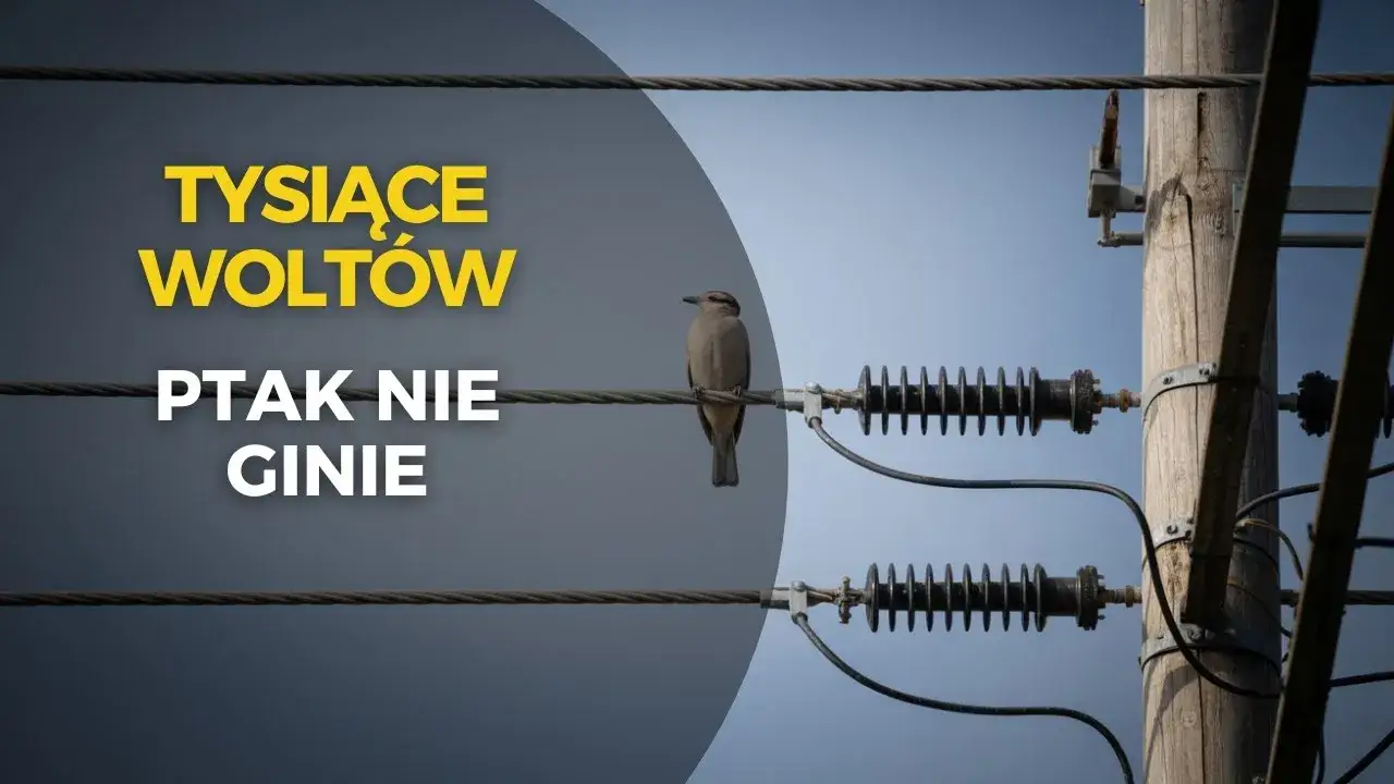 Dlaczego ptaka nie razi prąd? Odkryj tajemnicę linii wysokiego napięcia