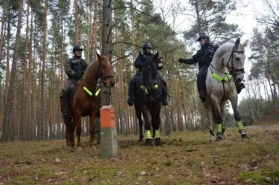 Najlepsze stadniny koni w Szczecinie - gdzie jeździć konno?