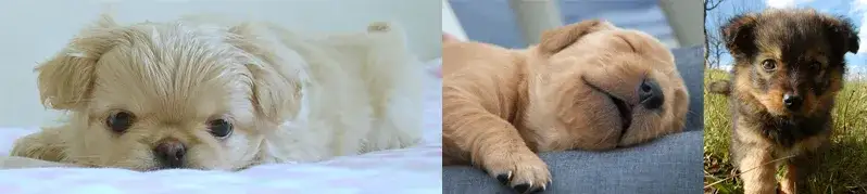 Wiek odbioru szczeniaka: 8, 10 czy 12 tygodni? Wybierz mądrze!