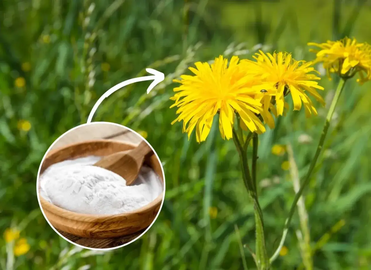 Chwasty podobne do mniszka: Jak je odróżnić i skutecznie zwalczyć?