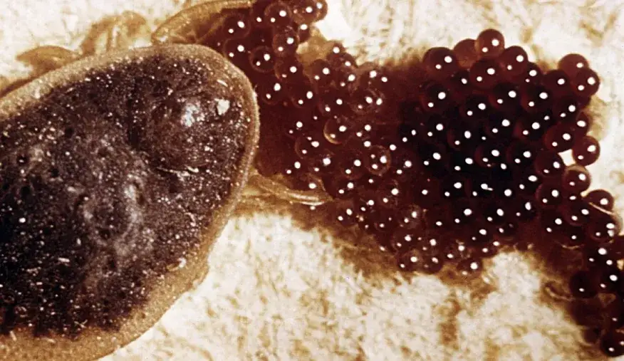 Gdzie kleszcze składają jaja? Odkryj miejsca, które mogą cię zaskoczyć