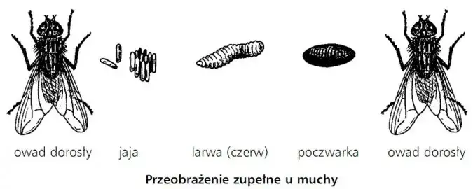 Jak rozmnażają się owady? Zaskakujące metody i strategie rozmnażania