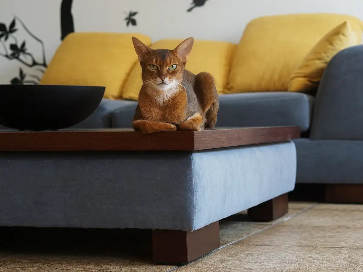 Koniec z drapaniem! Tkaniny obiciowe odporne na kocie pazury