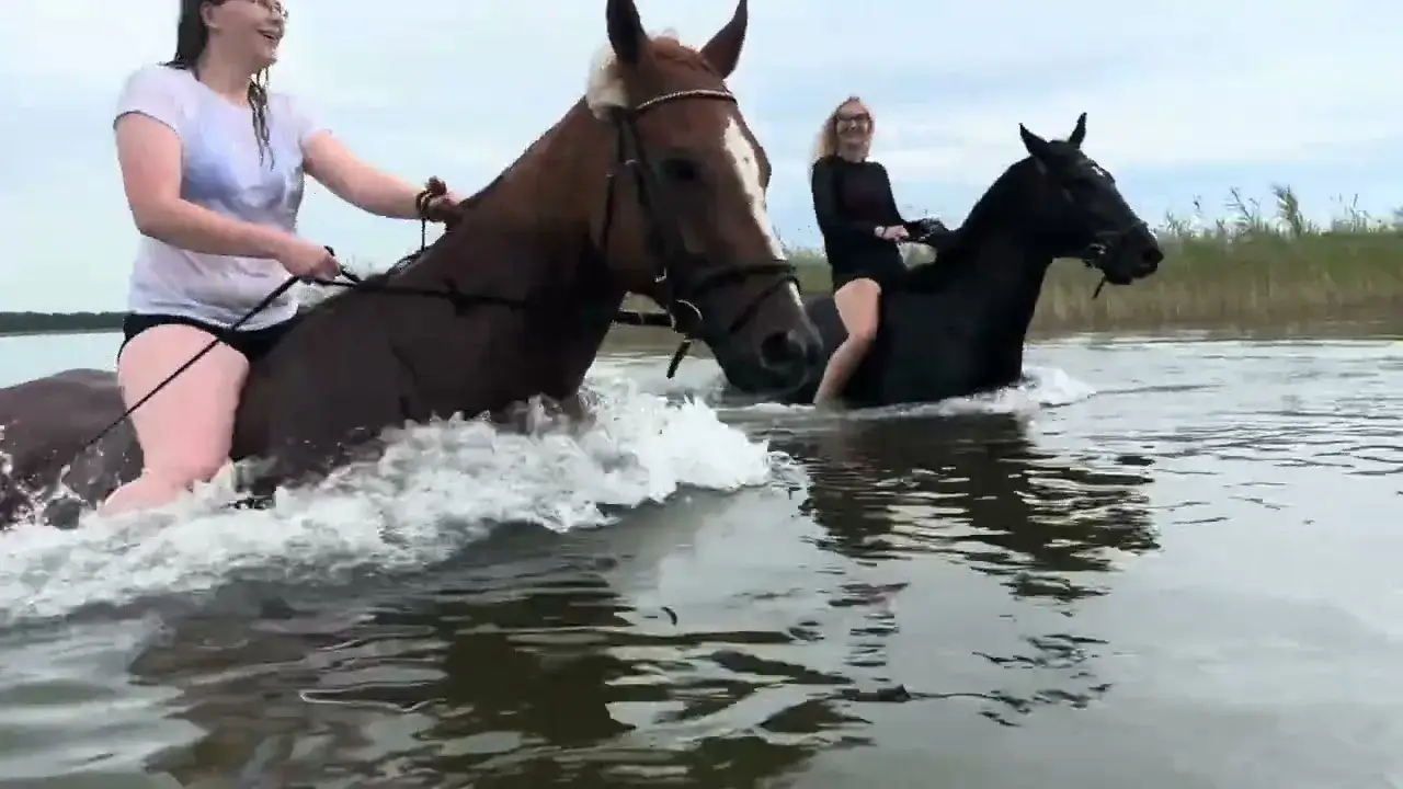 Czy koń umie pływać? Odkryj zaskakujące zdolności tych zwierząt