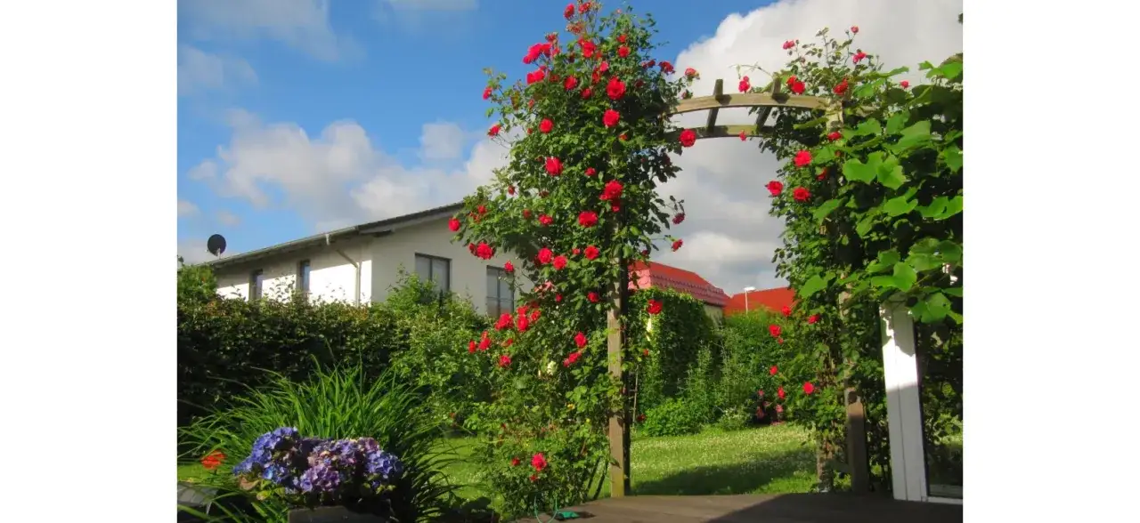 Rośliny na taras: Co posadzić, by cieszyć się zielenią cały rok?