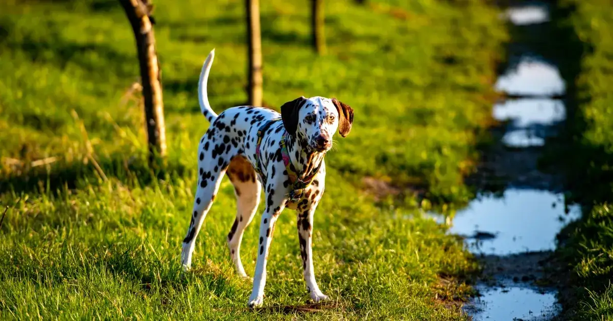 Gdzie na spacer z psem w Krakowie? Odkryj najlepsze miejsca dla psów