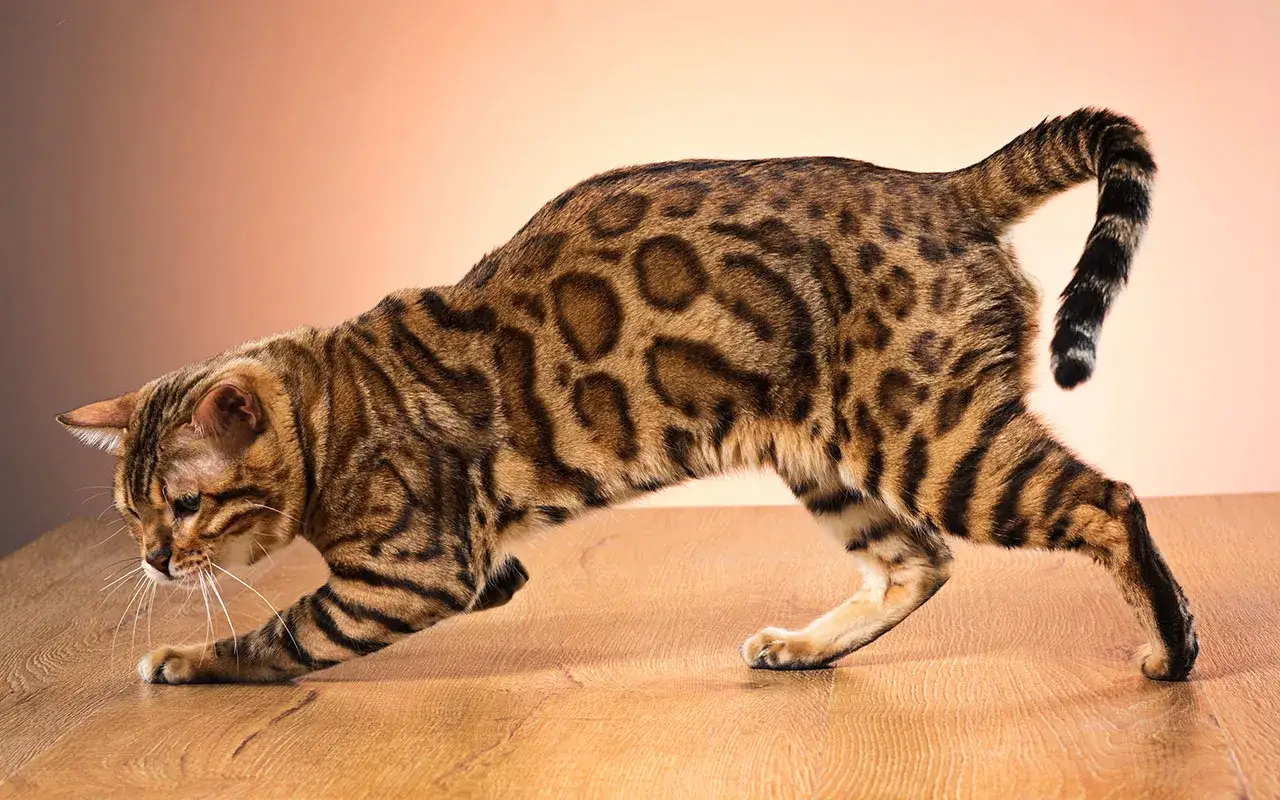 Koszty odrobaczenia kota: Od 20 do 150 zł. Co wpływa na cenę?