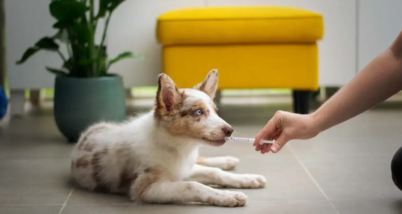 Piesek z niebieskimi oczami dostaje lek z pipety. W tle żółta pufa i zielona roślina.