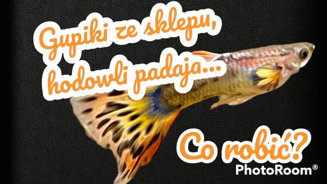 Dlaczego gupiki zdychają? Diagnoza i ratunek w 4 krokach