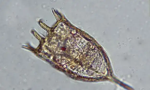 Jakie znaczenie mają protisty dla organizmów w Bałtyku - kluczowe role